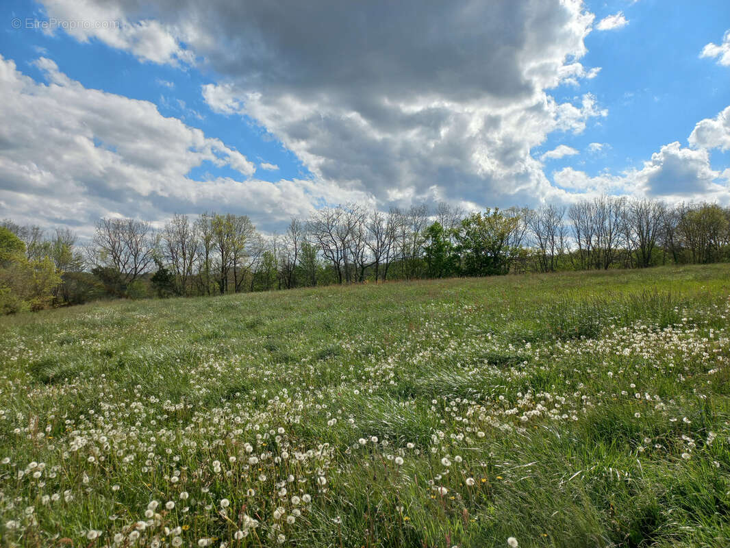 Terrain à MONTESQUIOU