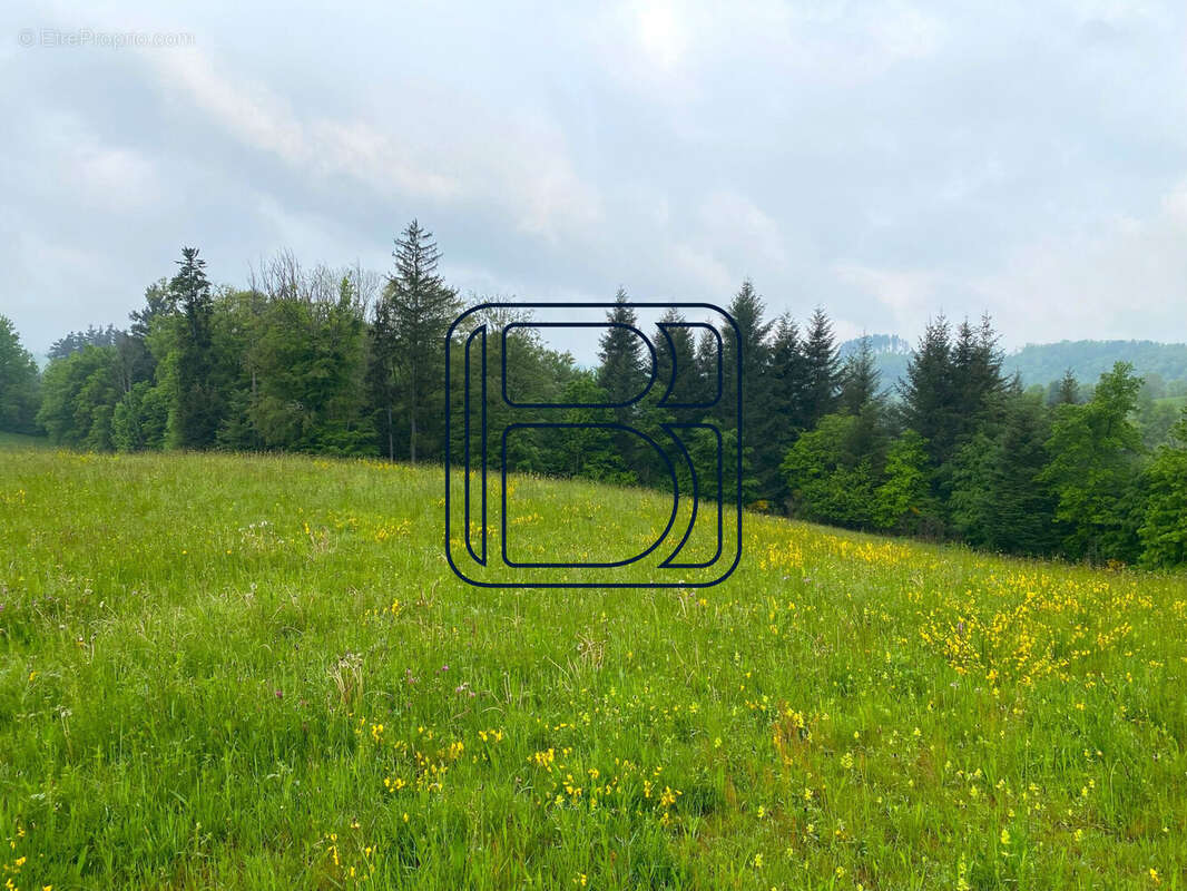 Terrain à VERTOLAYE