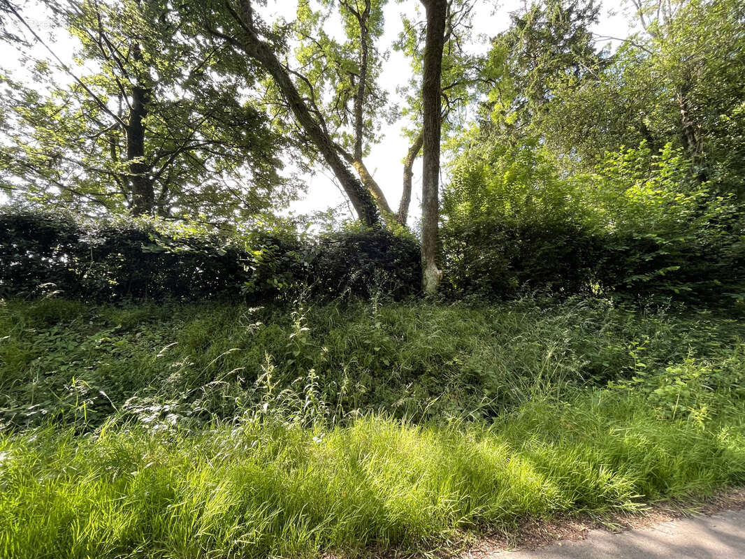 Terrain à SAINTE-GENEVIEVE