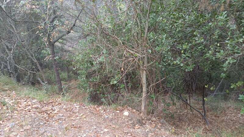 Terrain à PEILLE