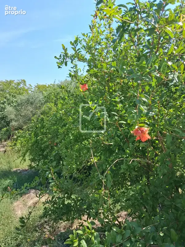 Terrain clos et arboré par de nombreux arbres fruitiers - photo 11