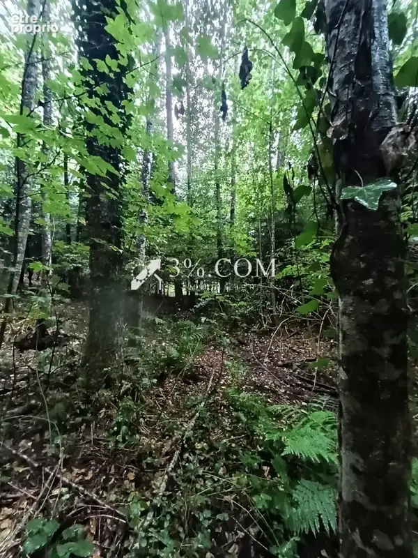 Terrain forestier avec étang sur la commune de Moyenmoutier 88420 - photo 10