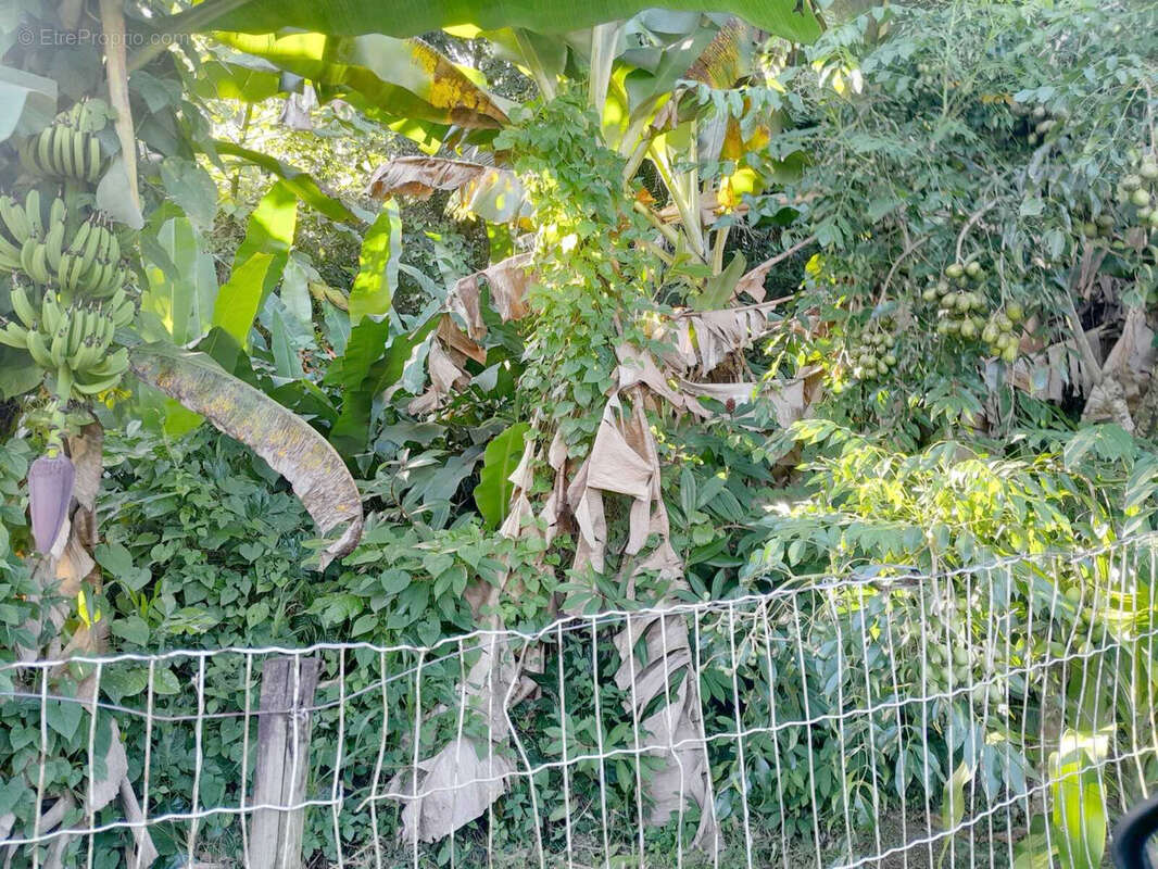 Terrain à SAINT-JOSEPH