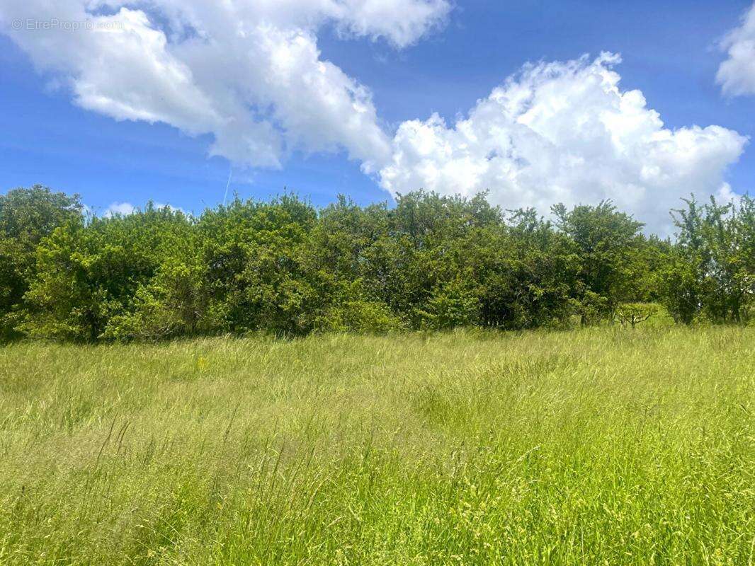 Terrain à SAINT-LIONS