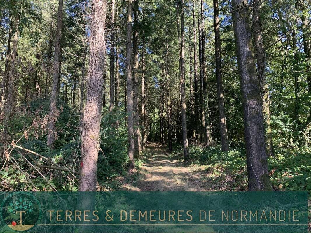 Dans le CALVADOS, secteur de VIRE (14500) A vendre bois de 3ha 69 a d'un seul tenant - photo 1