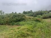 Terrain à LA PLAINE-DES-PALMISTES