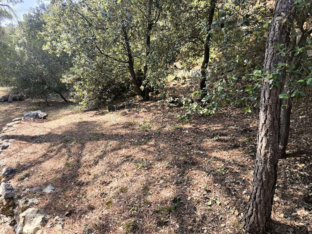 REF - ARAGON 2- Maison PP 128m² - 4 chambres - 2494m² de terrain - photo 10