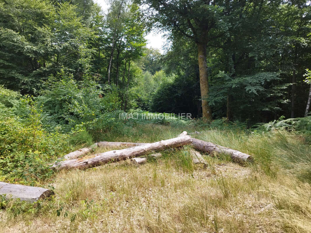 Terrain de loisir boise de 7000 m2 - proche epinal - avec chalet de loisir a renover - photo 5