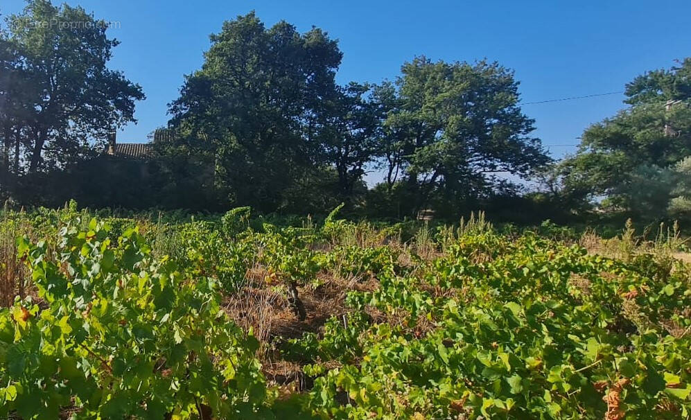 Terrain à SAINTE-CECILE-LES-VIGNES