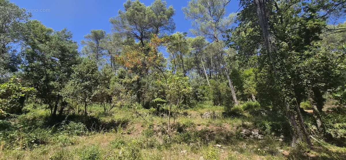 Terrain de 7000m² avec cabanon et 1100m² de - photo 4