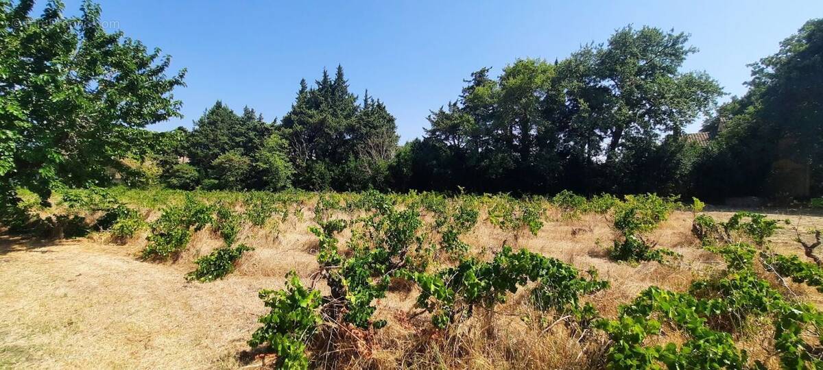 Terrain à SAINTE-CECILE-LES-VIGNES