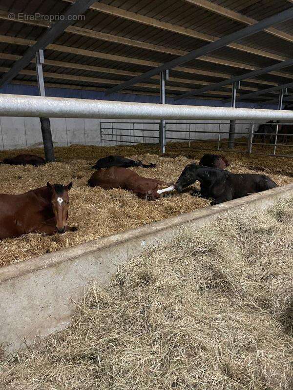 Haras de Reproduction Clé en Main sur 52 ha dans le Morbihan (5 - photo 13