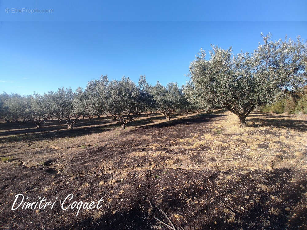 Oliveraie à vendre Pouzolles 34480 - photo 2