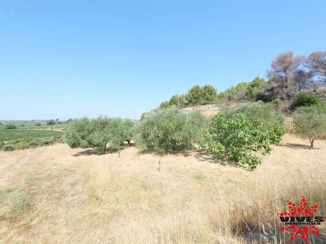 Exceptionnel : Truffière en production sur 2,2 hectares aux portes de Béziers - photo 14