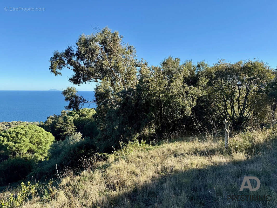 Terrain à SAN-MARTINO-DI-LOTA