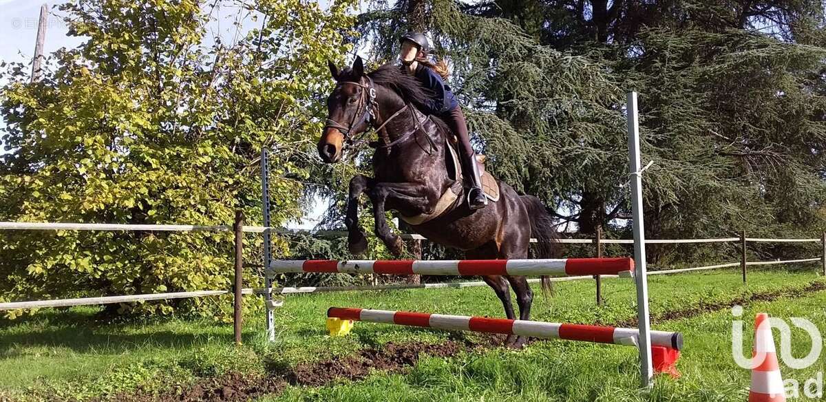 Photo 8 - Maison à SAINT-LAURENT-DE-COGNAC