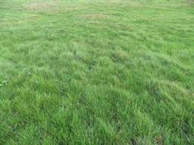 Terrain à COURANCES