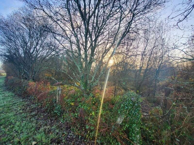 Terrain à TELGRUC-SUR-MER
