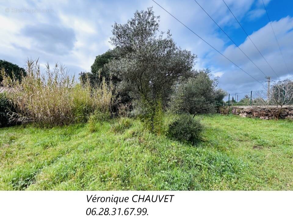 Terrain à PUGET-SUR-ARGENS