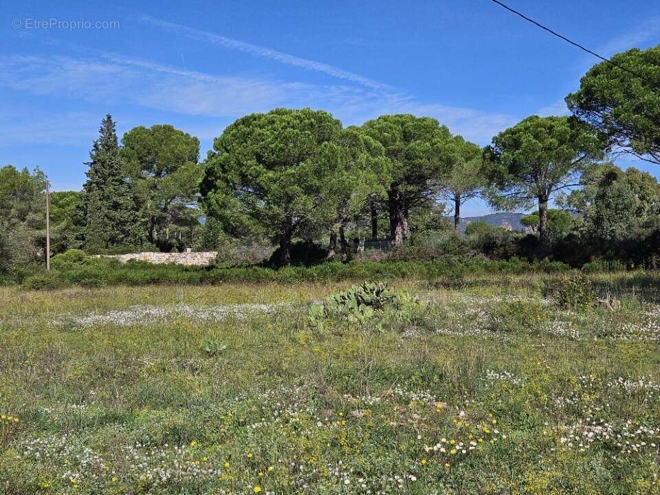 Terrain à PUGET-SUR-ARGENS