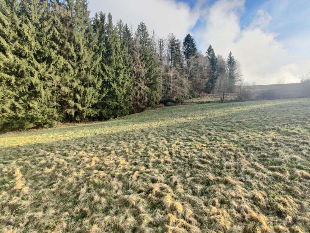 IMG_20240202_155300 - Terrain à LE VAL-D'AJOL