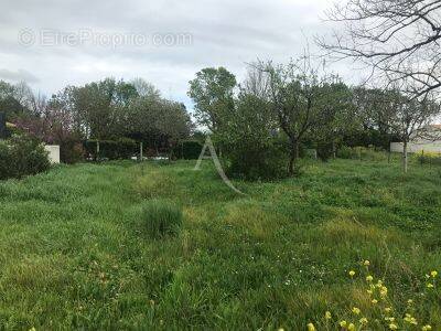 Terrain à SALLES-SUR-MER