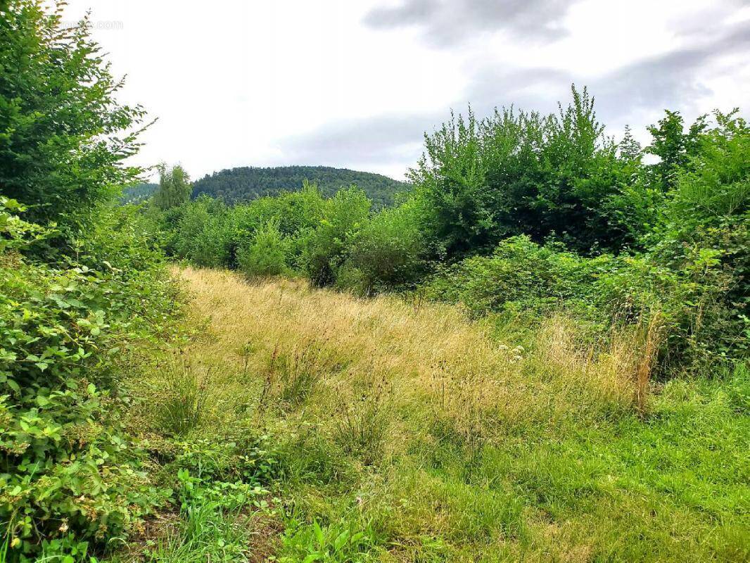 Terrain à COLROY-LA-ROCHE