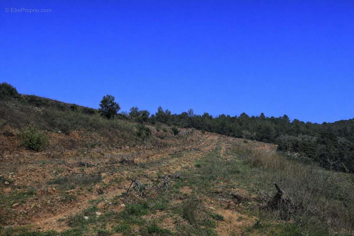 Photo 3 - Terrain à TAUTAVEL