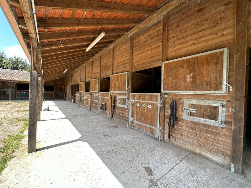 La passion des chevaux - photo 3