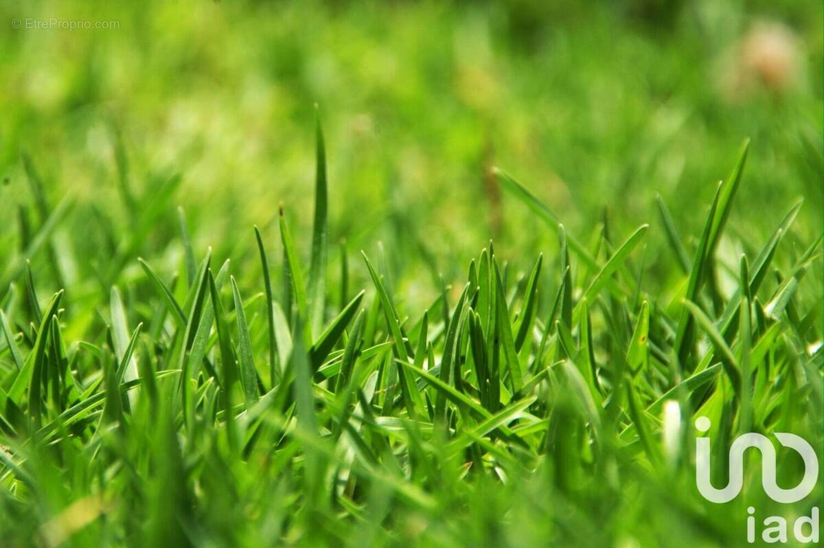 Photo 1 - Terrain à SAINT-MAGNE-DE-CASTILLON