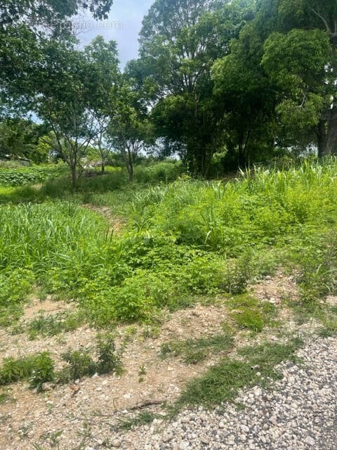 Terrain à PETIT-CANAL