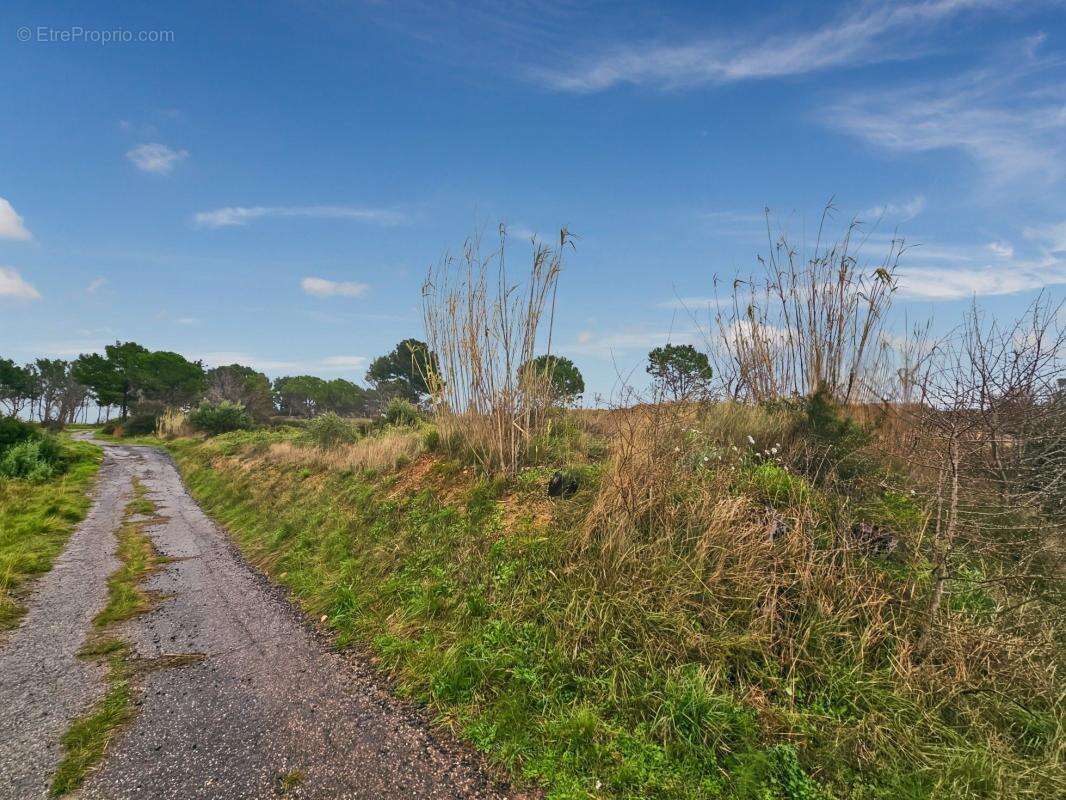 À Vendre - à Loupian - Terrain agricole de 1388m² - photo 5
