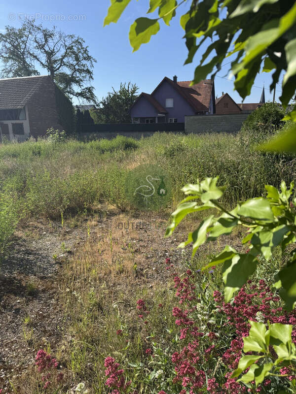 Terrain à NIEDERSCHAEFFOLSHEIM