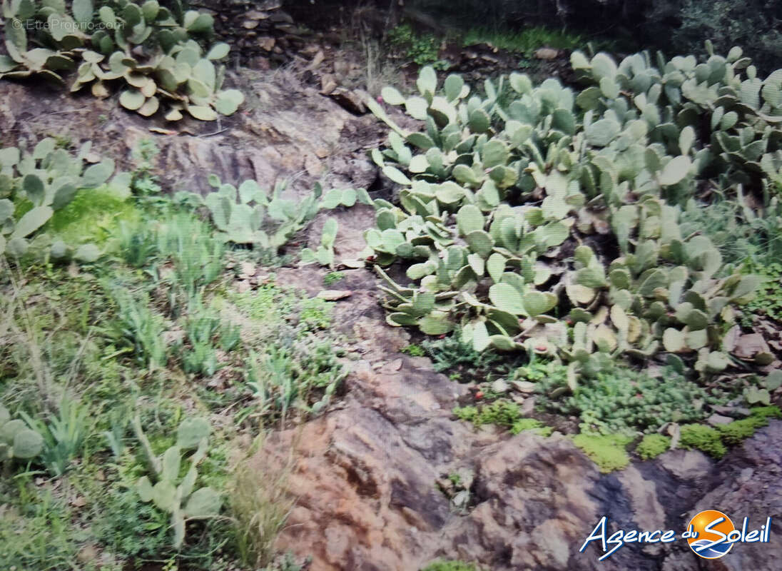 Terrain à BANYULS-SUR-MER