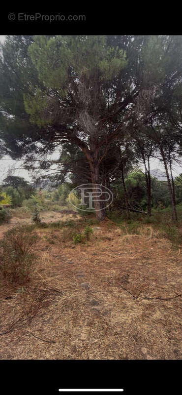 Appartement à CALVI