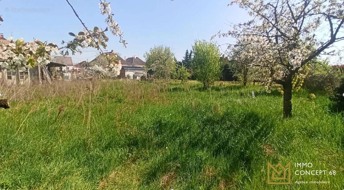 Terrain à WINTZENHEIM