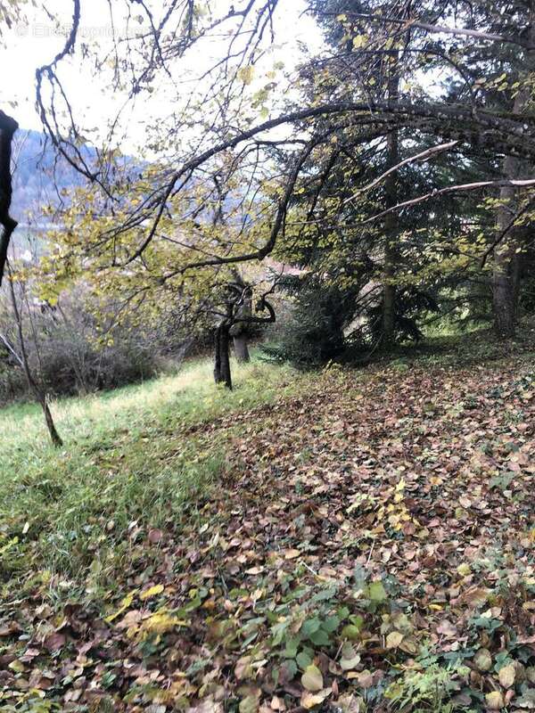 Photo 4 - Terrain à THIZY