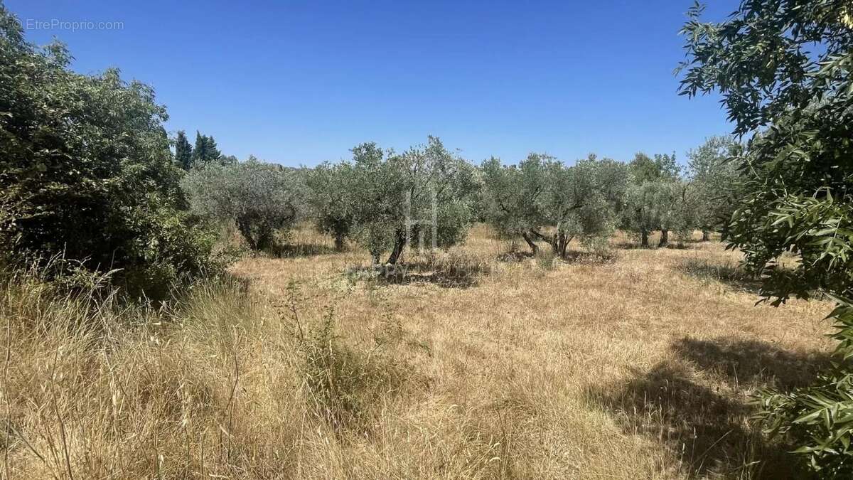 Ensemble immobilier Alpilles Sud sur terrain de 3627 M2 - photo 13