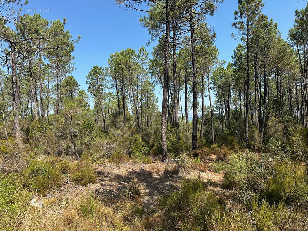 Terrain à TOURRETTES