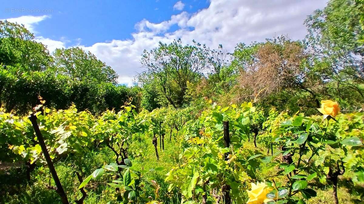 Maison à SAINT-CHINIAN