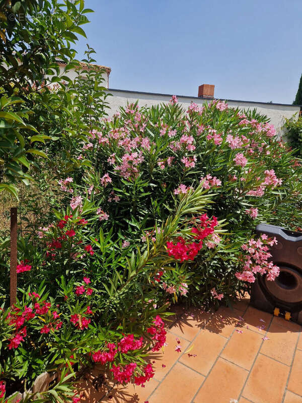 Maison à LUC-SUR-ORBIEU