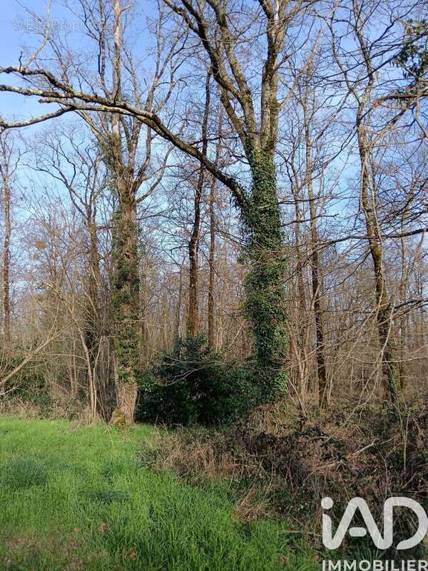 Photo 2 - Terrain à SAINTE-GEMME