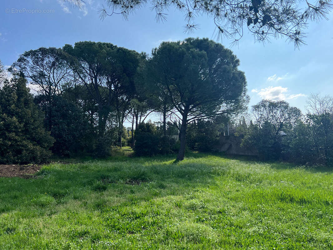 Maison à MONTPELLIER