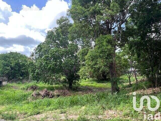 Photo 2 - Terrain à PETIT-CANAL