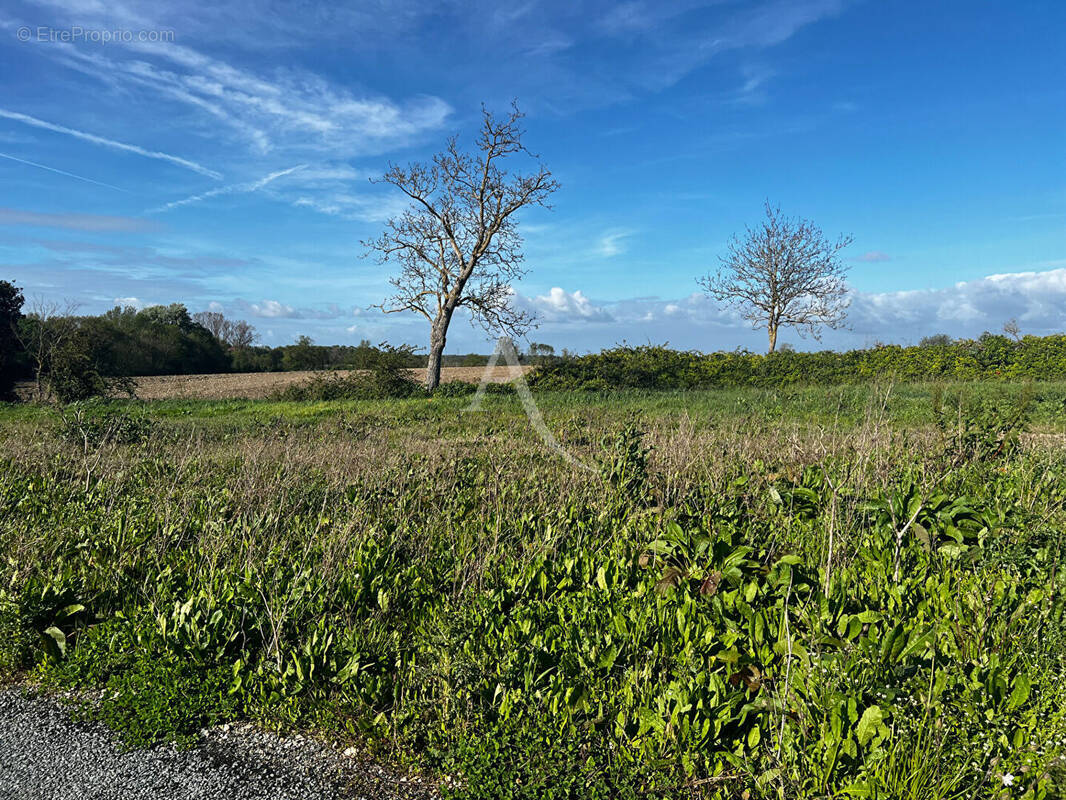 Terrain à LOIRE-LES-MARAIS