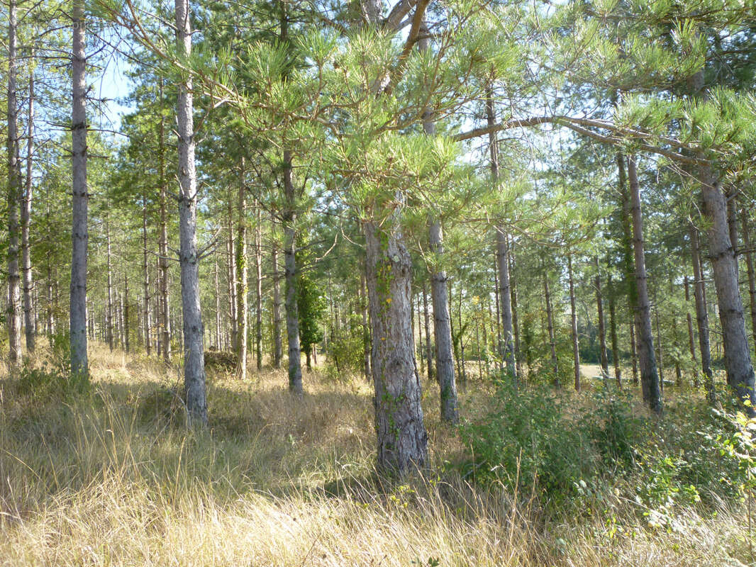 Terrain de loisirs - photo 3