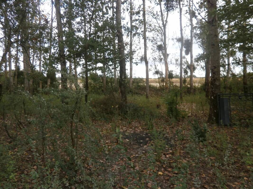 Terrain de loisirs 2370 m2 en partie boisee de peupliers - photo 2