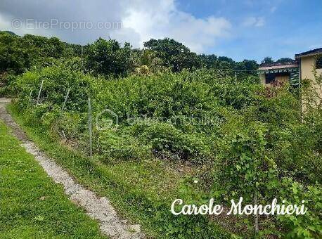 Terrain à VIEUX-FORT