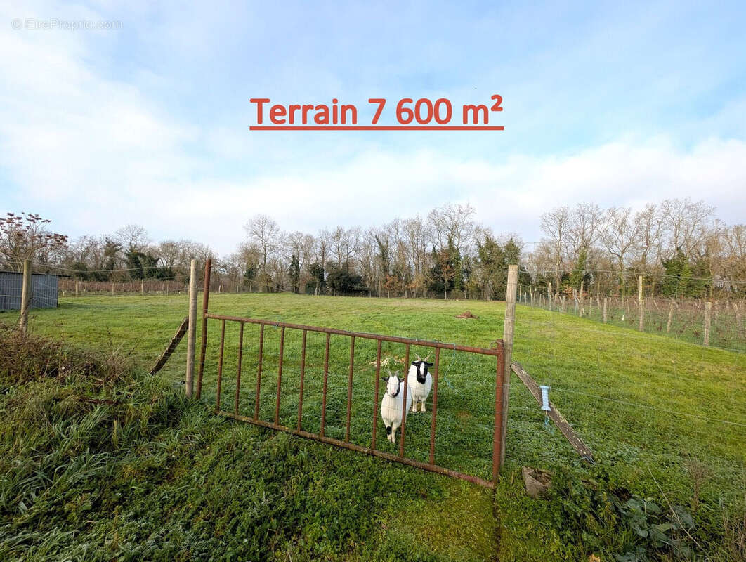 Maison à MONTREUIL-BELLAY