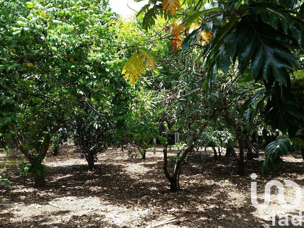 Photo 1 - Terrain à LE TAMPON